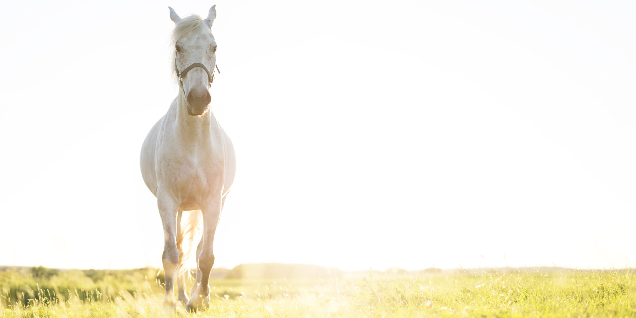 Fertige Kräutermischungen