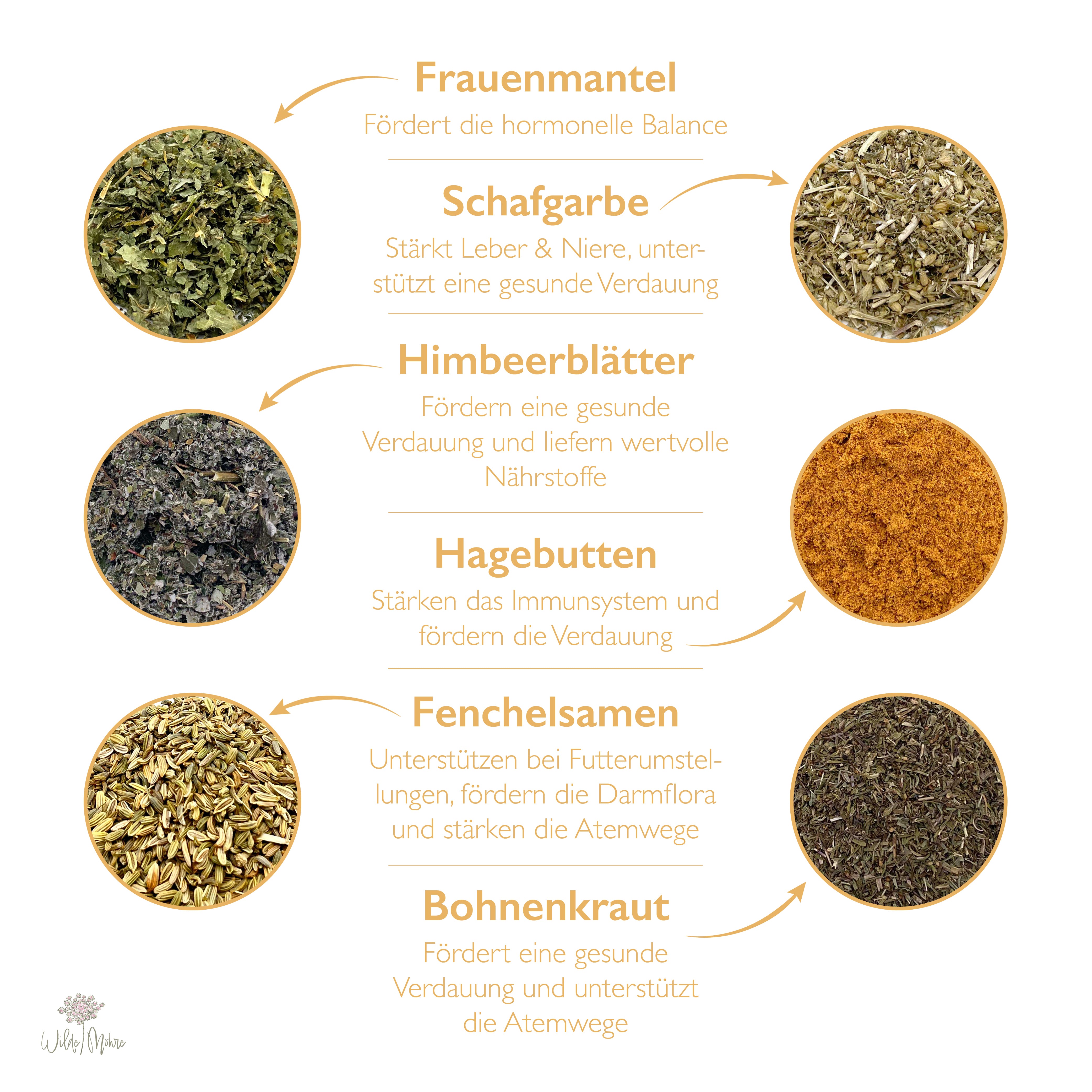 Frühlingskräuter-Set 3 - Perfekter Frühlingsstart
