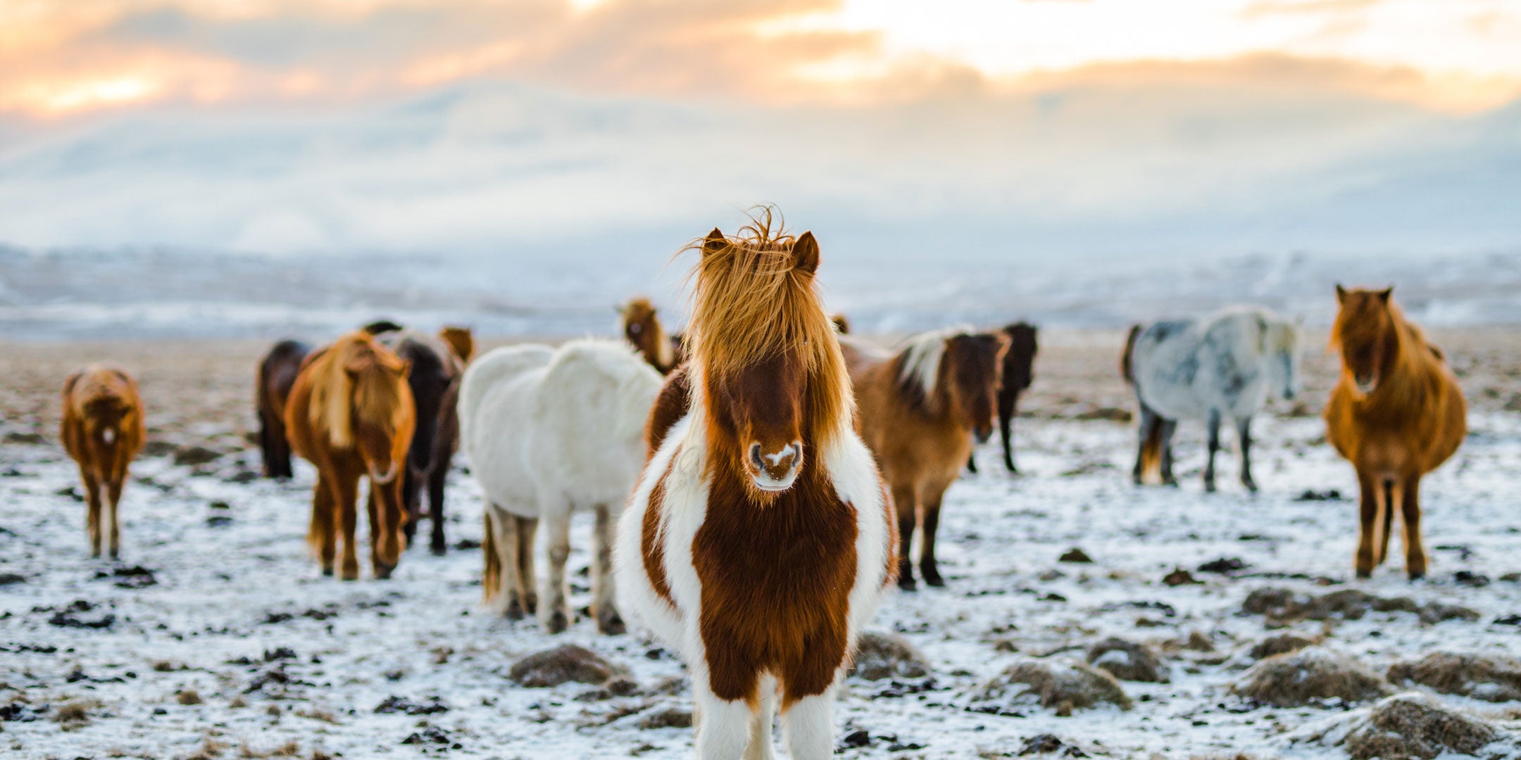 Pferdeherde im Schnee