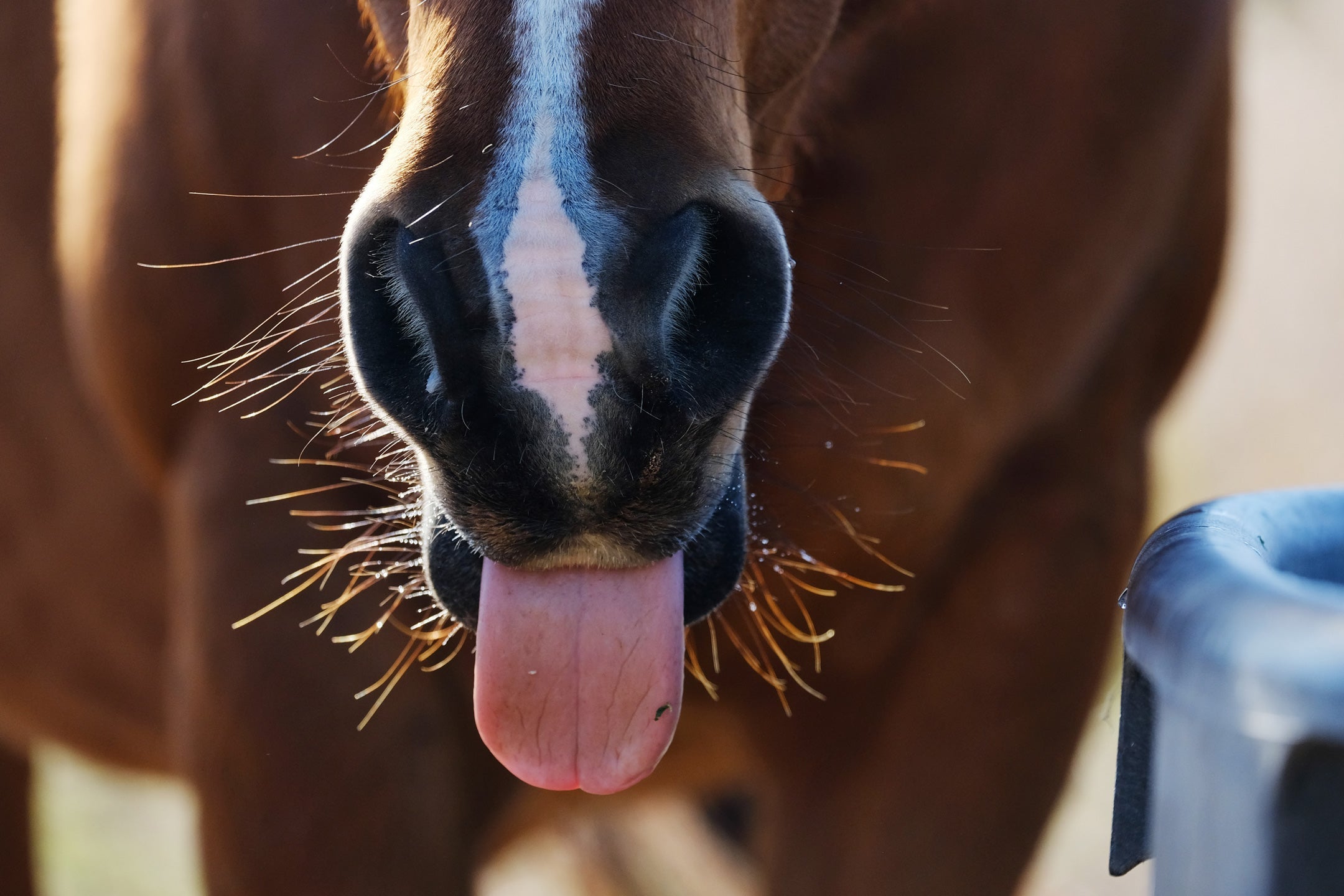 Frühling & Wetterwechsel: Den Kreislauf beim Pferd im Blick
